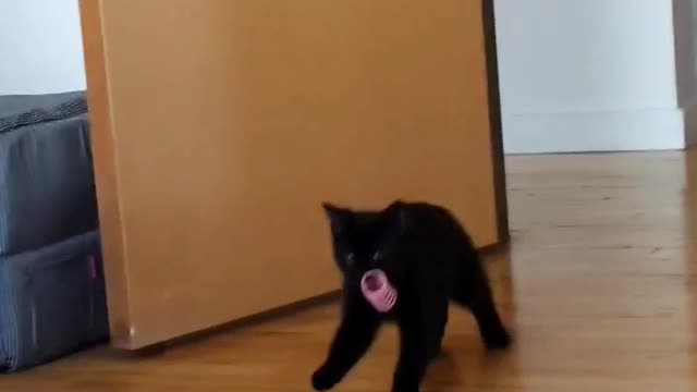 Kitten Takes Toys to Secret Spot