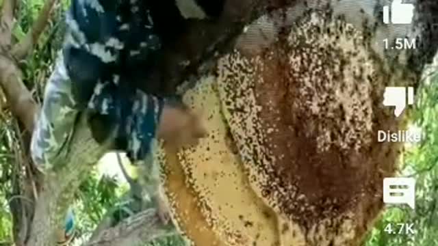How collect honey in jongle