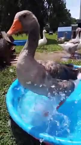 Ganso realiza un 'baile' en una piscina para niños