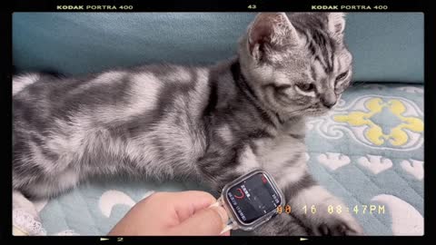 Check the cat's heart rate