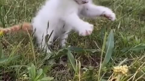 Video dog