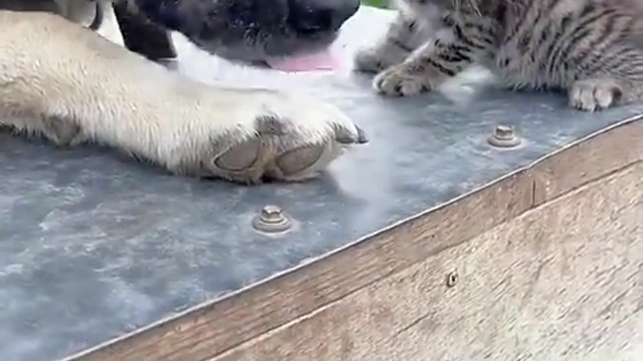 Funny animal