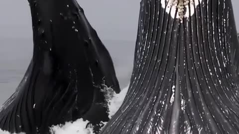 Whale fall is the last gentle whale left to the sea