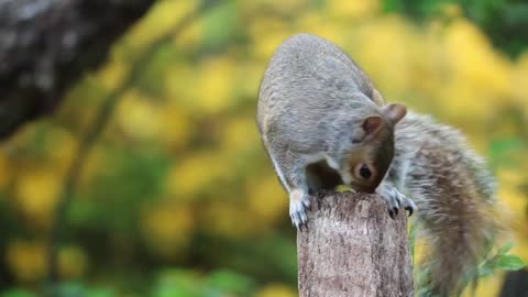 Cute little dog and other animals, funny video