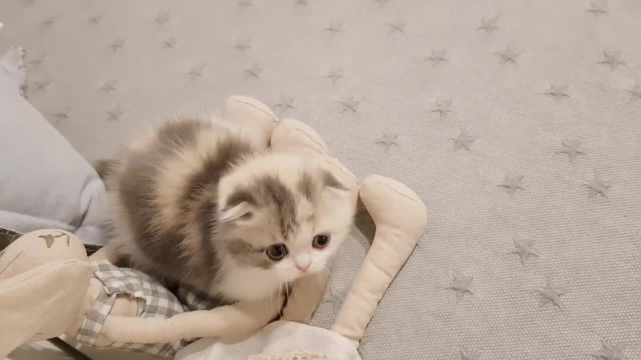 kitten videos smart leg cat playing with stick