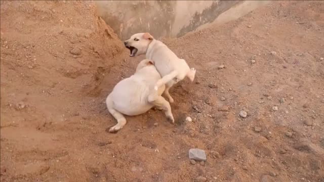 Cute dog fight _ viral _ 2021