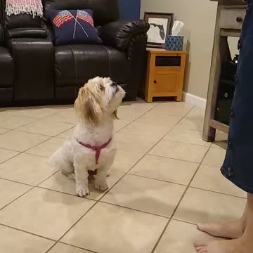 Our dog Lucy obeying commands