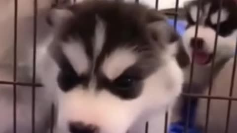 Cute Puppies Doing Funny things 2021 love beutiful