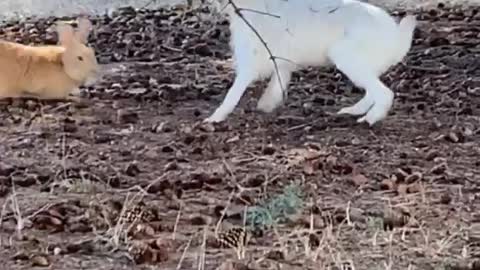 Bunnies Playfully Roughhouse Under a Tree