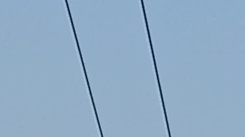 Two birds chirping