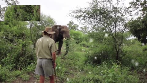 Man calm an angry elefante