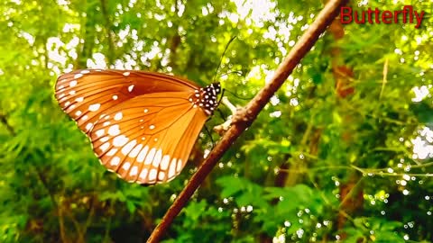 butterfly Beauty