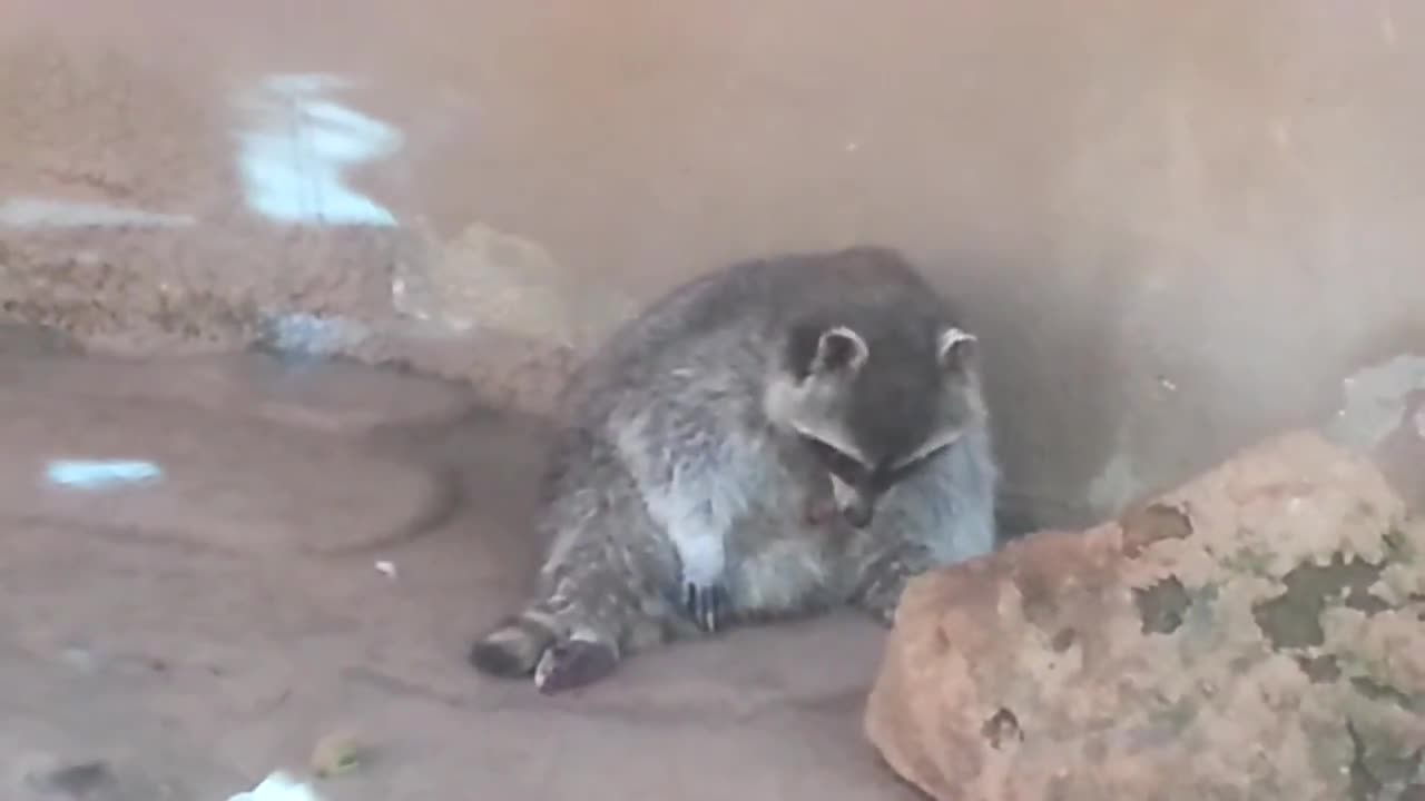 Pervy racoon part 2