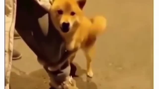 Best funny animal video