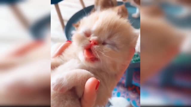 New born cat baby so cutie