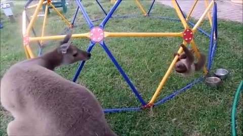 Baby Sloths Just Slothing Around