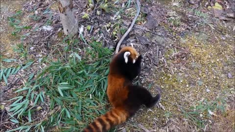 Most adorable cute red panda