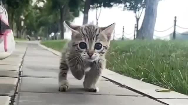 Baby cats running