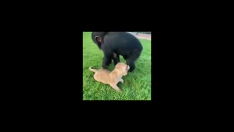 Funny cat dog animals videos (1)