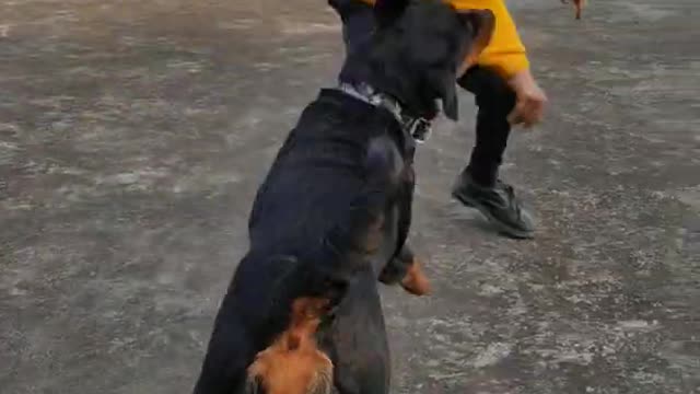 Friendly rotwelier dog playing with 9 years old child