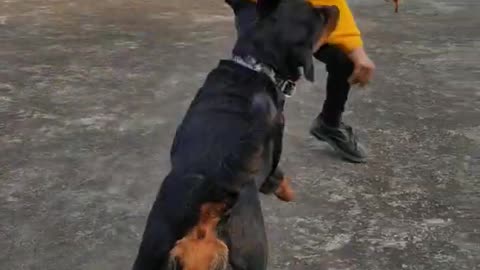 Friendly rotwelier dog playing with 9 years old child