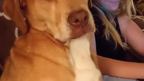 Dog Can't to Fight off Sleep