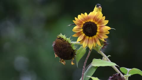 Beautiful birds eating my sunflower