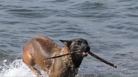 |dogs swimming video| |Dog video | Cute Animals Videos| cutest moment of the animals|