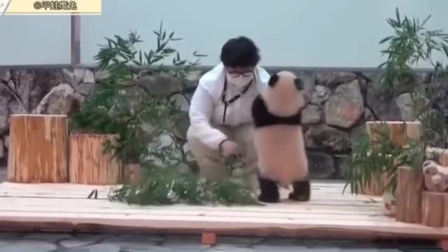 Baby feng bang is following nanny