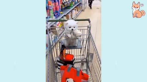CUTE DOGS<3 CUTE FUNNY SMART DOGS