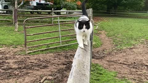 Phantom Fence Walking