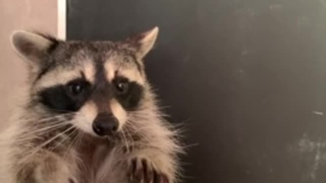 Pet raccoon chows down on tasty jello treat