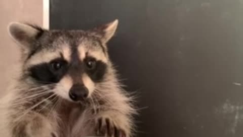 Pet raccoon chows down on tasty jello treat