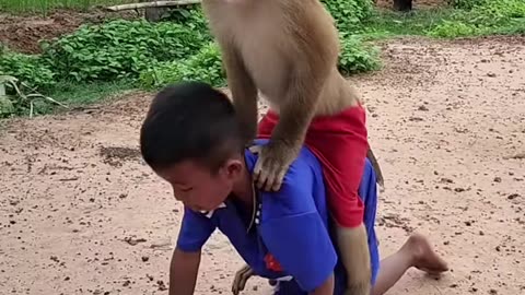 Funny monkey