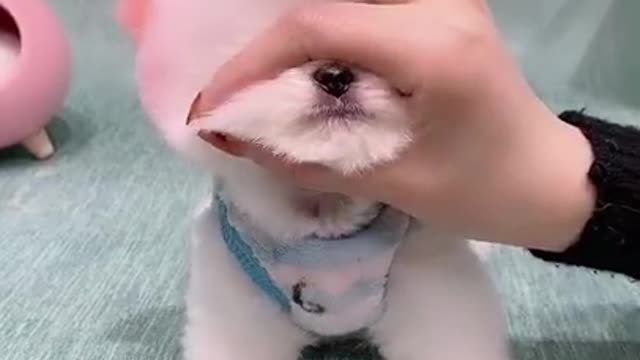 Cute Dog Video #short