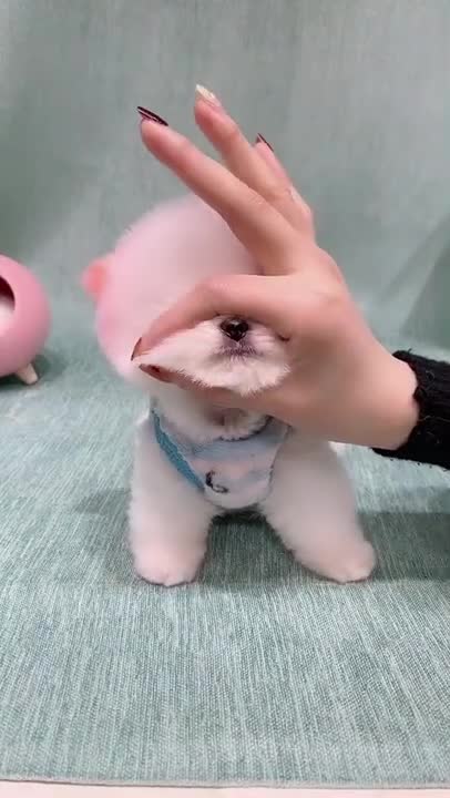 Cute Dog Video #short