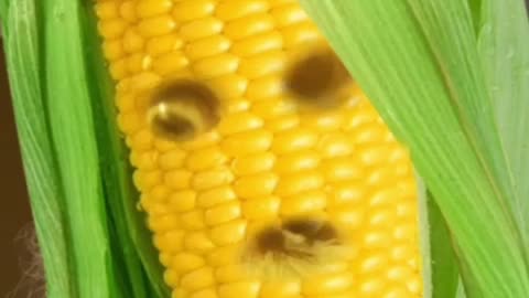 Corn cobb