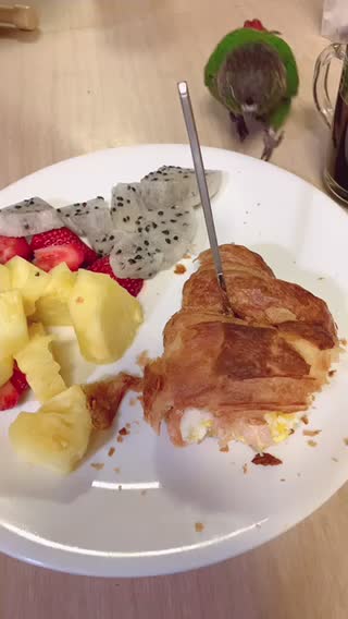 Parrot invading my breakfast