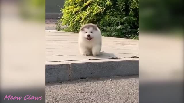 Super Funny Dog Videos From Tiktok