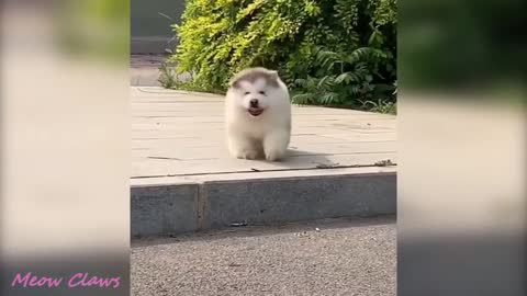 Super Funny Dog Videos From Tiktok