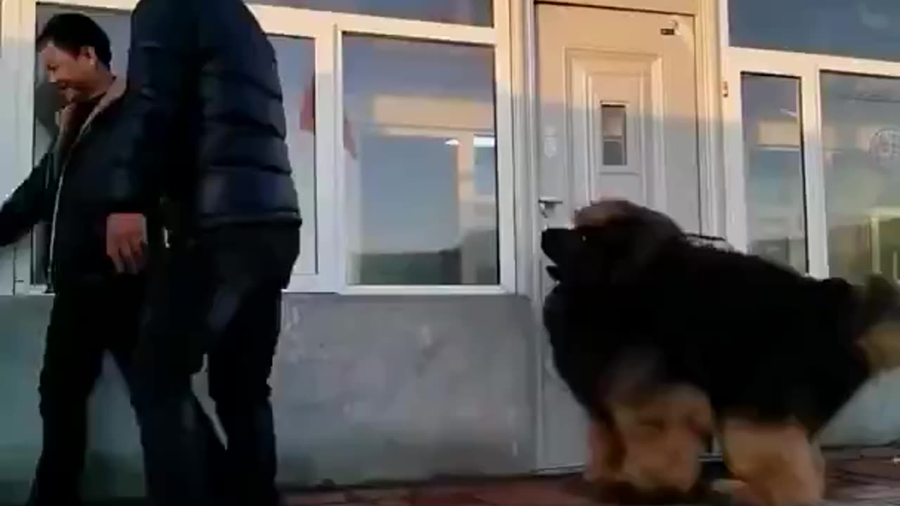 The Tibetan Mastiff Is One Of The World’s Largest Dog Breeds