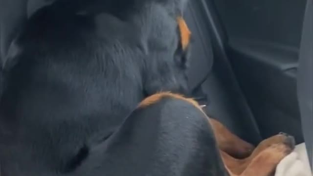 Rottweiler Being Moody