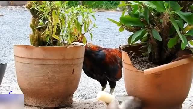 Funny Animals videos
