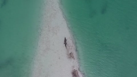 Dangerous Crocodile Footage in the sea