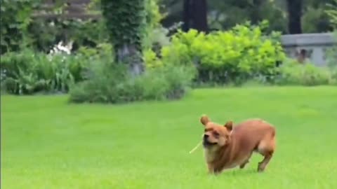 An energetic dog who likes to run.