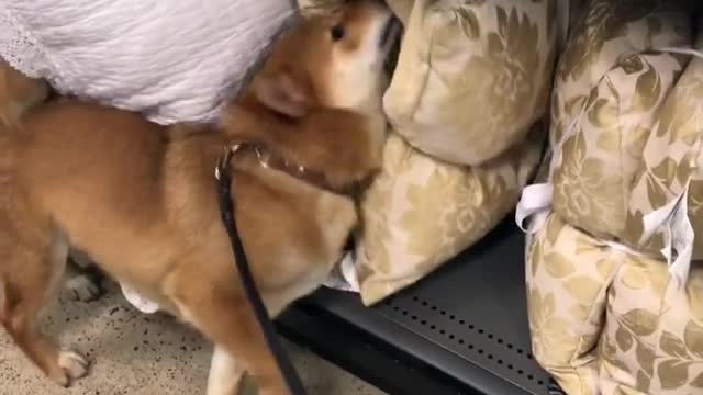 Shiba Inu thinks he's a professional pillow inspector