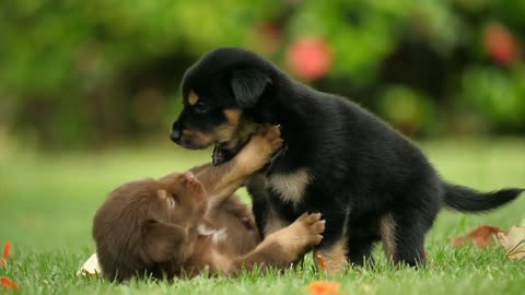 Cute Dogs playing with each other