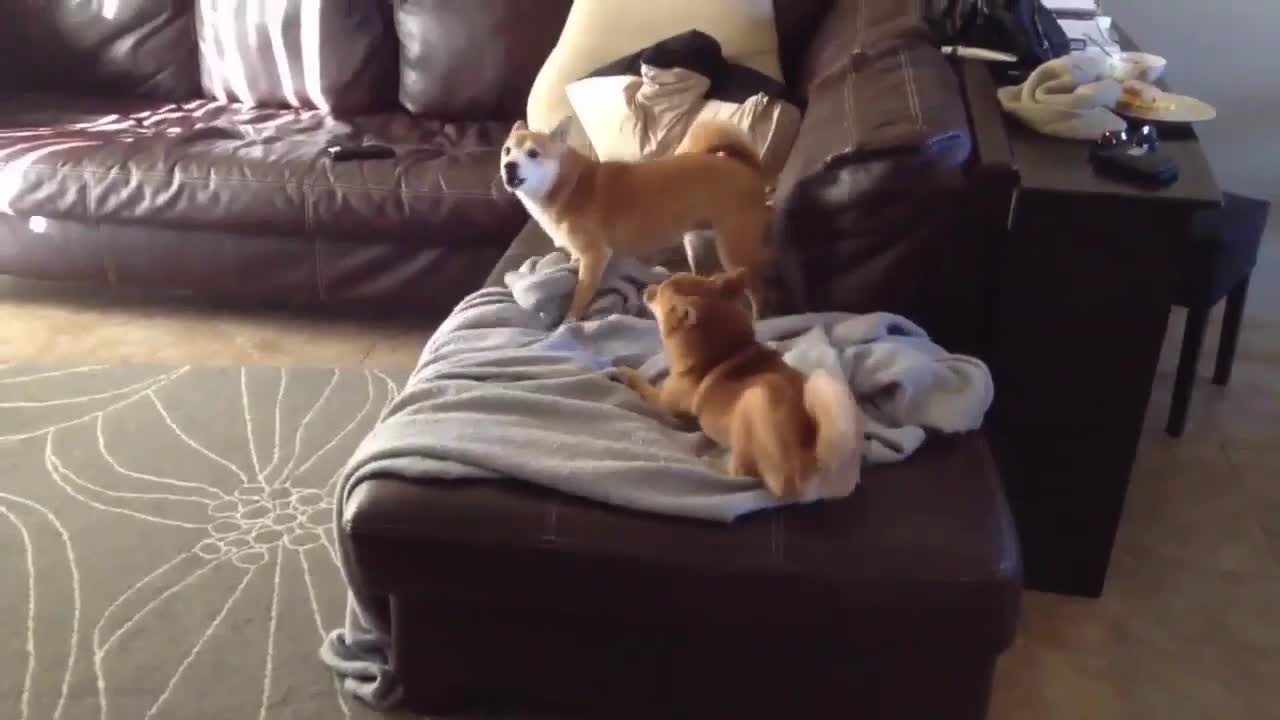 Shiba inu dogs playing magpie Animal world