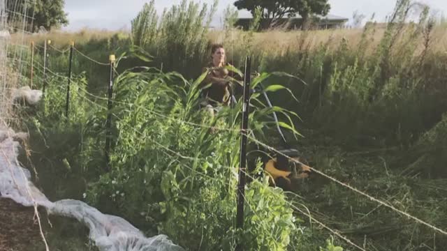 The Rabbit Race of Market Gardening