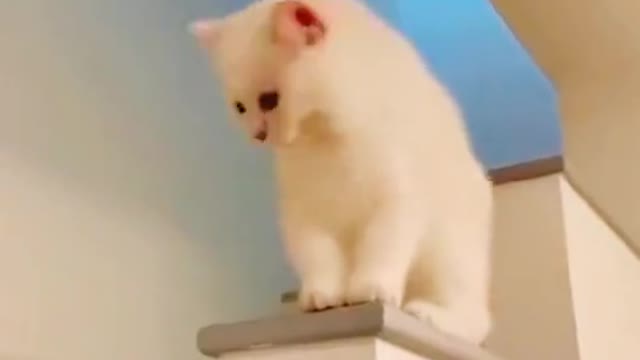 Funny cat edit